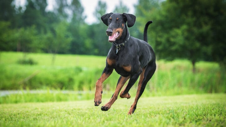 Top 10 Doberman Breeders In Texas: Best Pups In Texas!