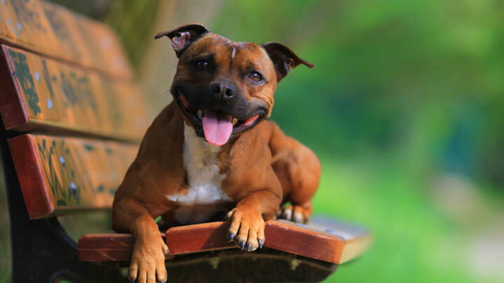 Top 10 Staffordshire Bull Terrier Breeders In USA