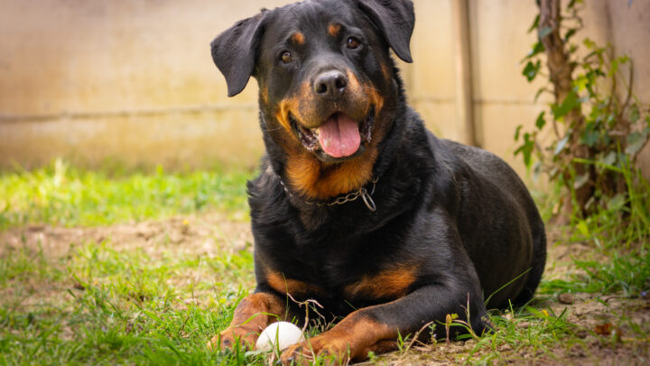 Top 17 Rottweiler Breeders In Florida
