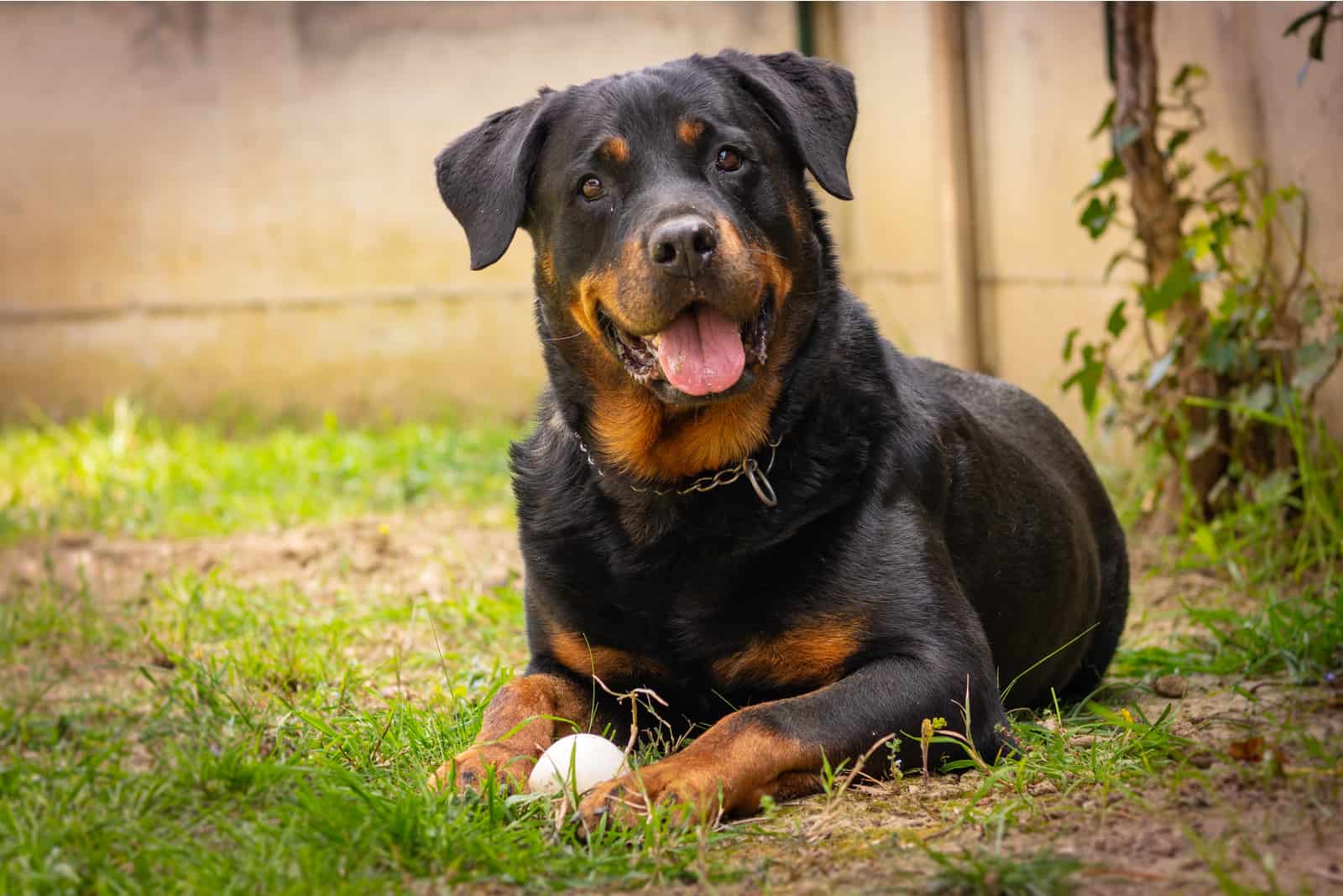 Rottweiler lies in the garden with the ball next to him
