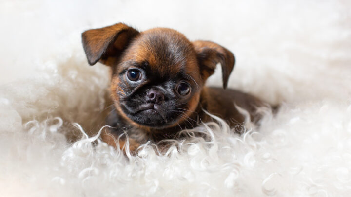 Top 3 Brussels Griffon Breeders In USA
