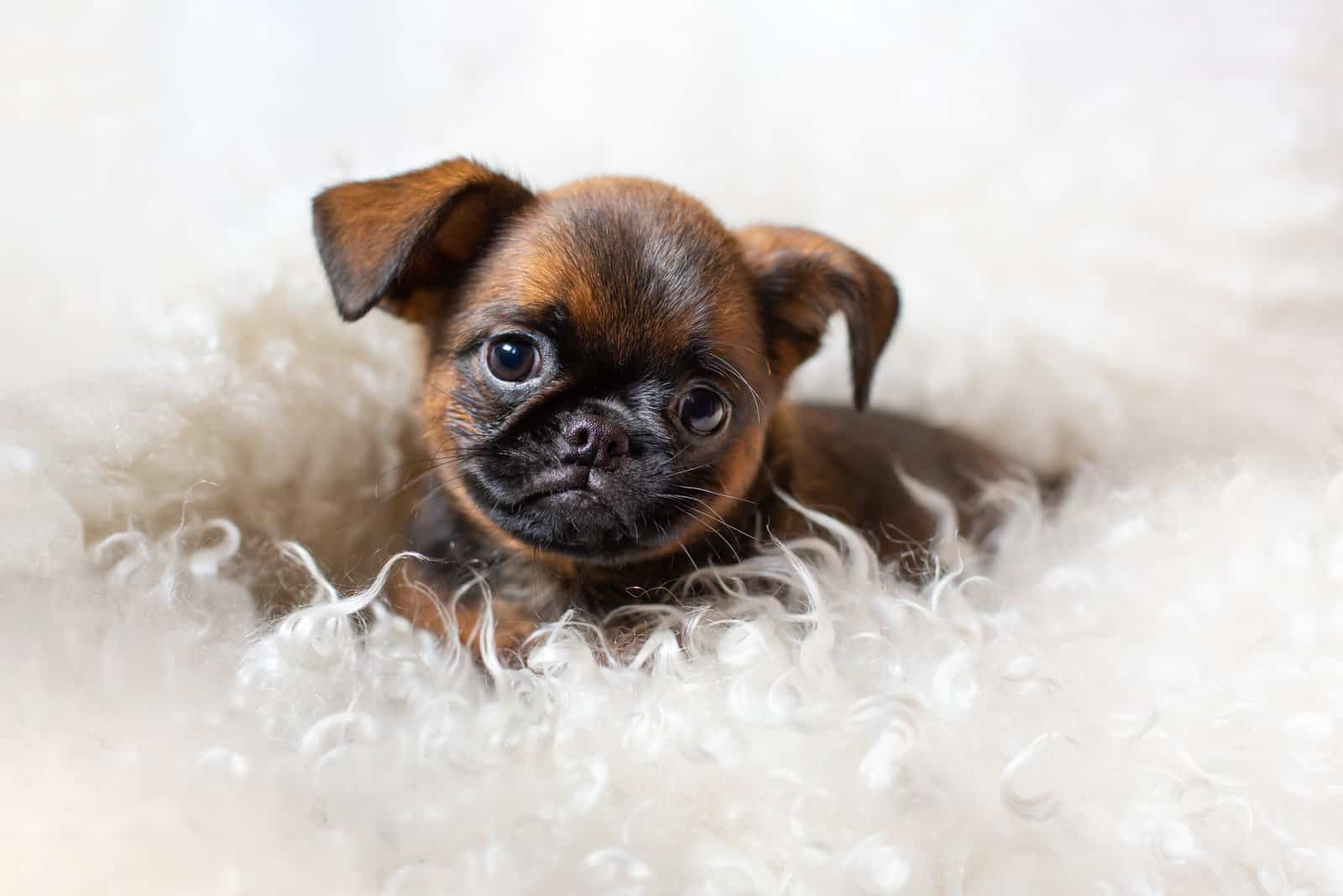 brown cute brussels griffon puppy lying on a fluffy white plaid
