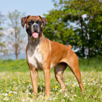 a beautiful brown boxer standing on the grass