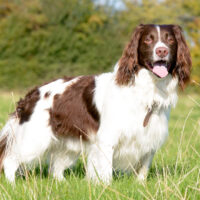 English Springer Spaniels stands on the grass and looks at the camera