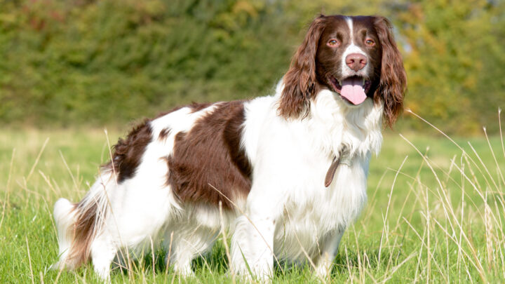 Top 5 English Springer Spaniel Breeders In Ontario