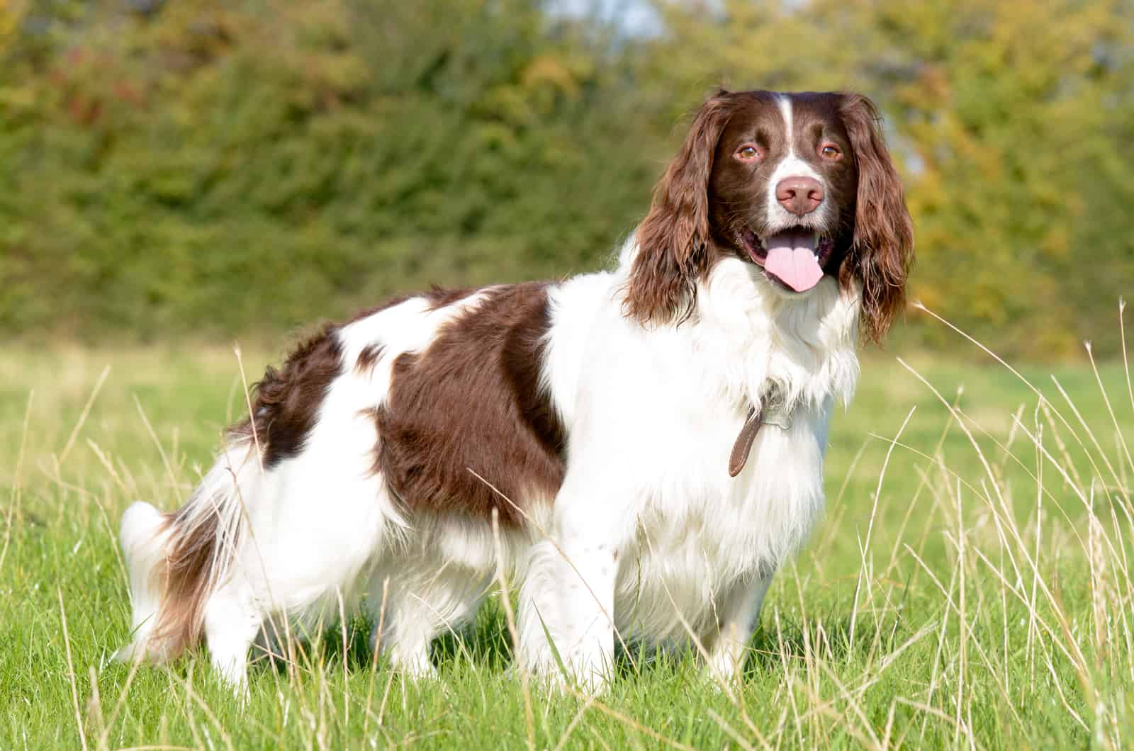 English Springer Spaniels stands on the grass and looks at the camera