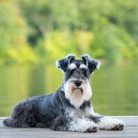 Miniature Schnauzer sitting on dock