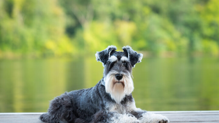 Top 5 Miniature Schnauzer Breeders In Ontario