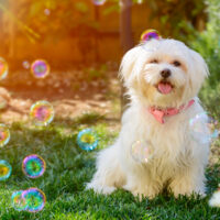 cute maltese dog standing with bubbles