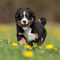 Bernese Mountain puppy runs across the field