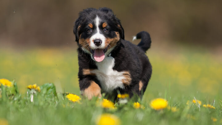Top 6 Amazing Bernese Mountain Dog Breeders In Colorado
