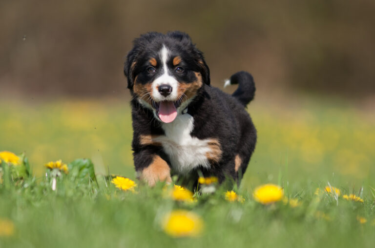 Bernese Mountain puppy runs across the field