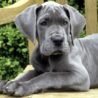 Great Dane Puppy lying on wooden bench