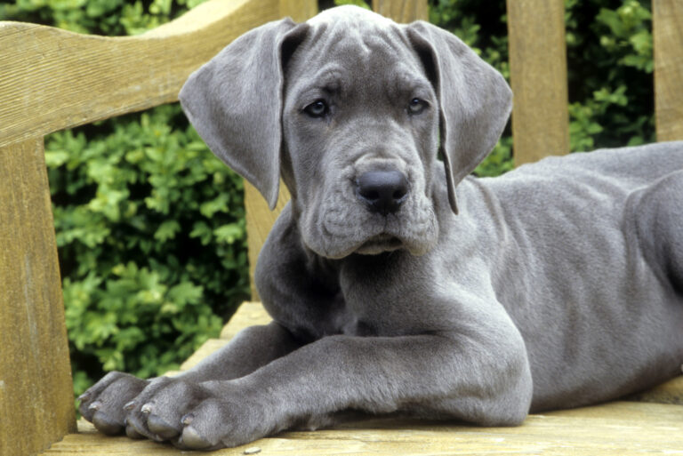 Great Dane Puppy lying on wooden bench