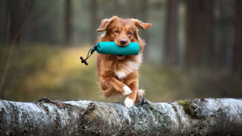 Top 6 Nova Scotia Duck Tolling Retriever Breeders In USA and Canada