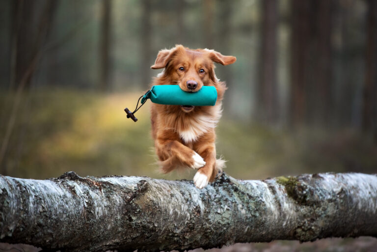 Nova Scotia Duck Tolling Retriever running