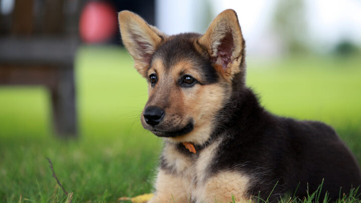 Top 7 Best German Shepherd Breeders In Arizona