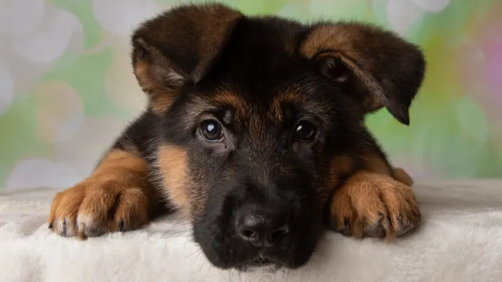 Top 7 German Shepherd Breeders In Alabama Top 7 German Shepherd Breeders In Alabama