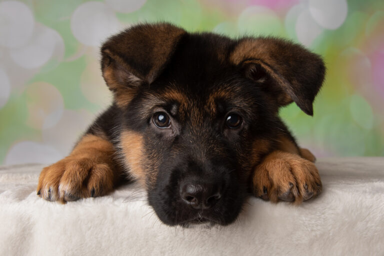 cute little german shepherd puppy