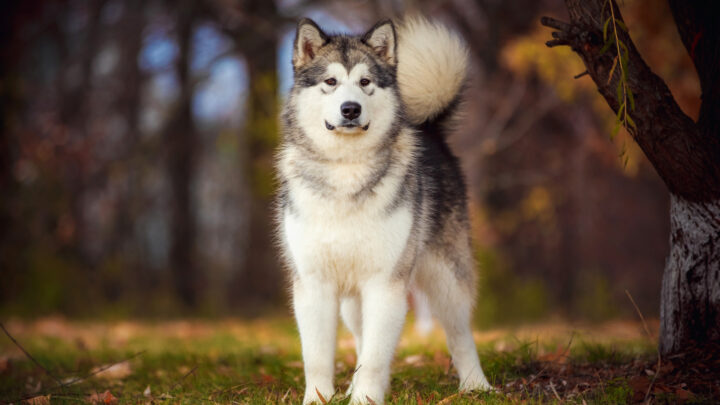 Top 7 Reputable Alaskan Malamute Breeders In The U.S.
