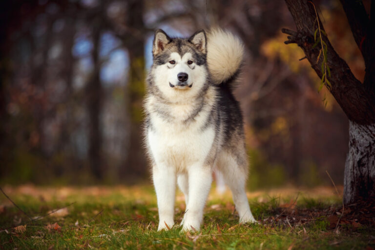 Alaskan Malamute on nature in the autumn park
