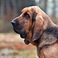 bloodhound