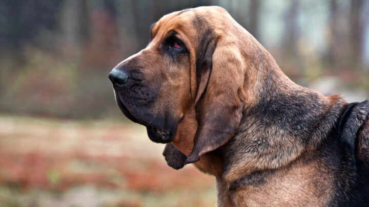 Top 8 Adorable Bloodhound Mixes: Choose Your Bloodhound Mixed Breed