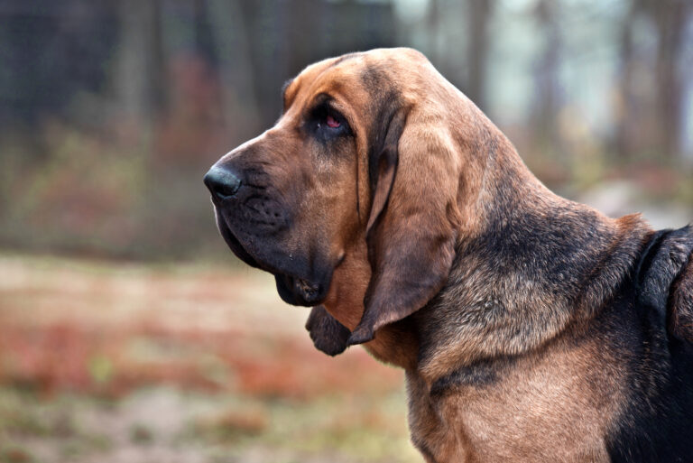 bloodhound
