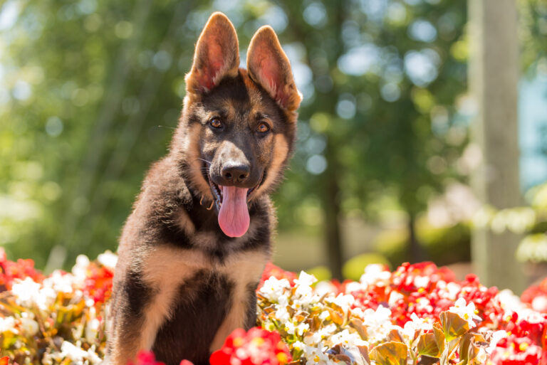 cute german shepherd outdoor posing