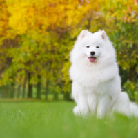 Samoyed sitting on grass