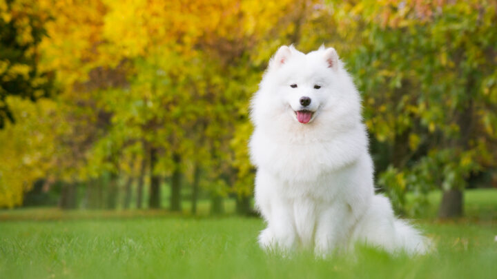 Top 8 Samoyed Breeders In Ontario: Choose Your Sammy