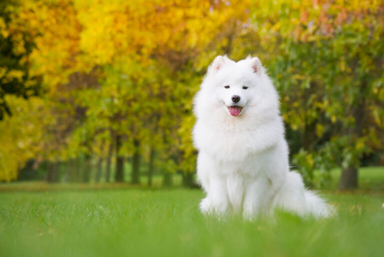 Samoyed sitting on grass