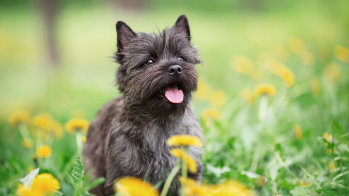 Top 8 Selected Cairn Terrier Breeders From The USA! (2022)
