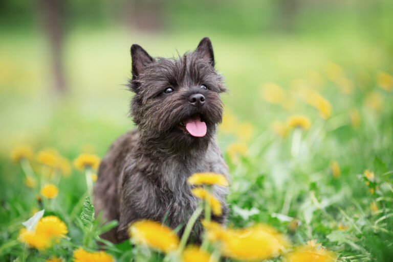 cairn terrier dog