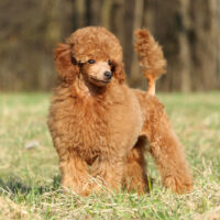 cute poodle standing outside
