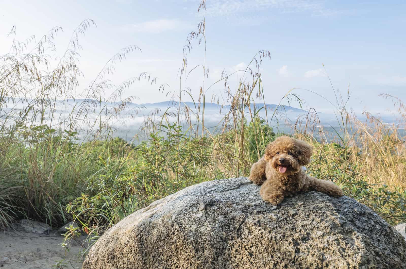 Toy Poddle resting on rock after hiking