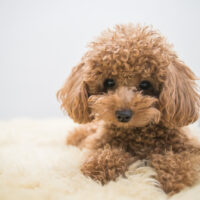 brown toy poodle