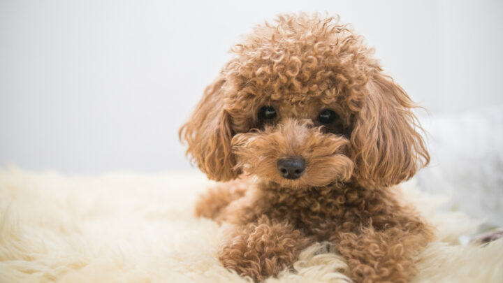 Toy Poodle Breeders In Ontario: PupVine’s Top 7!