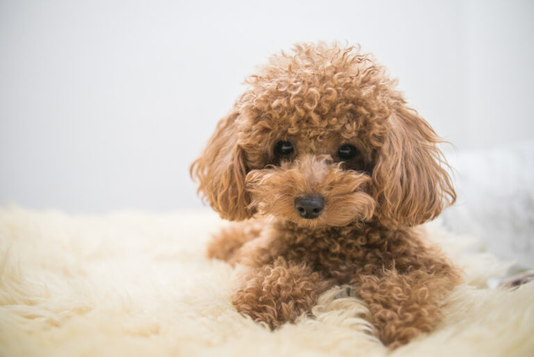 brown toy poodle