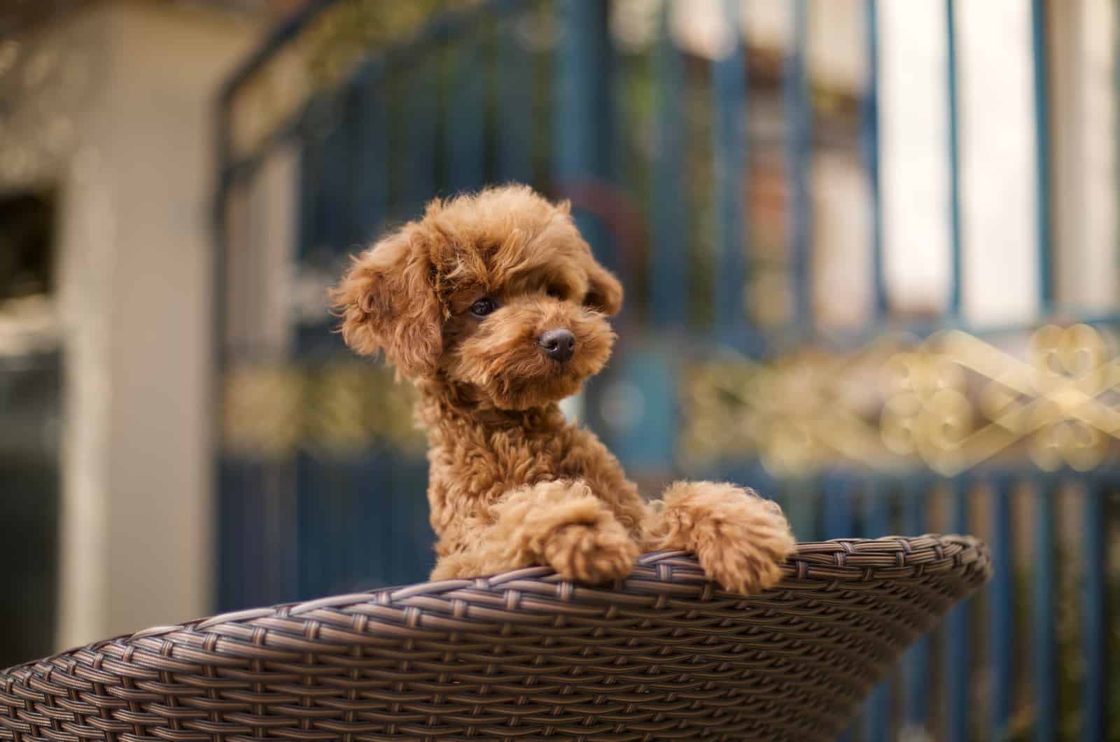 Toy poodle puppy