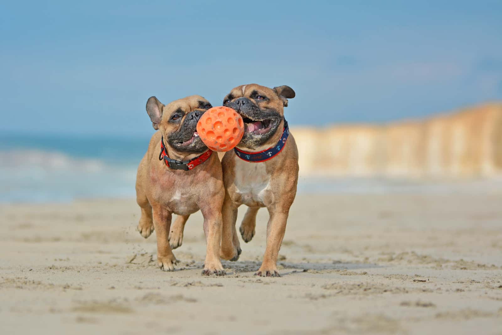 can a brother and sister dog have puppies