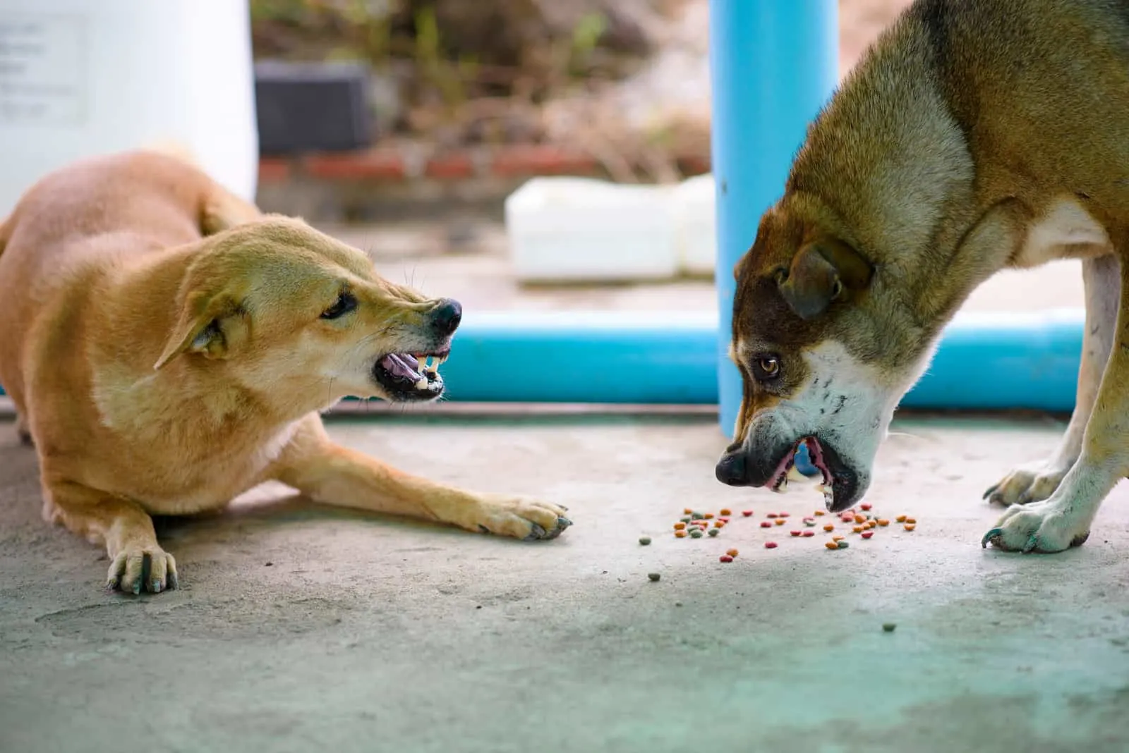 Two dogs are biting each other to compete for food
