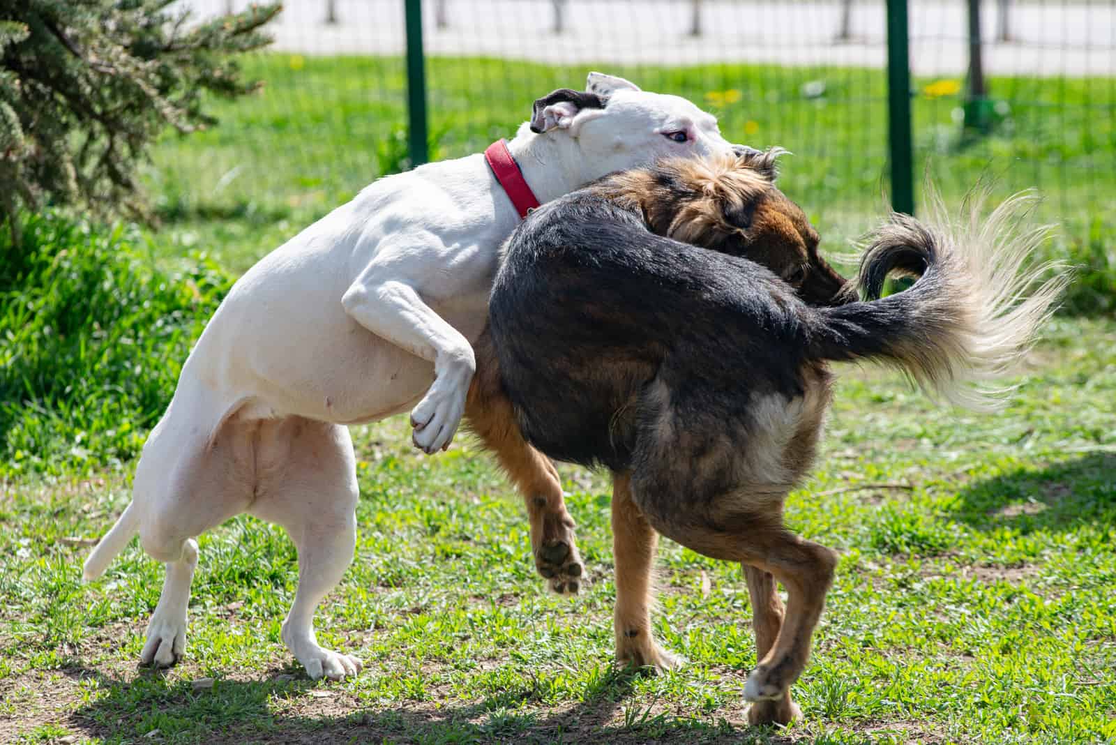 Two dogs are fighting in their play