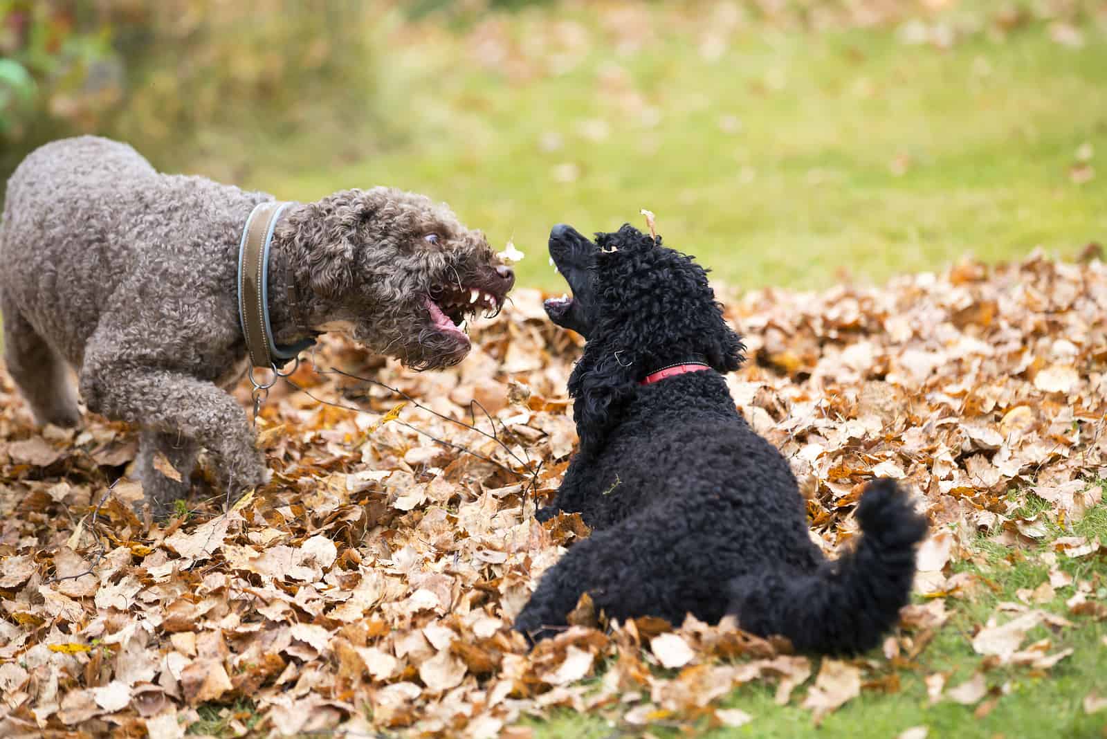 Two dogs are fighting outdoor