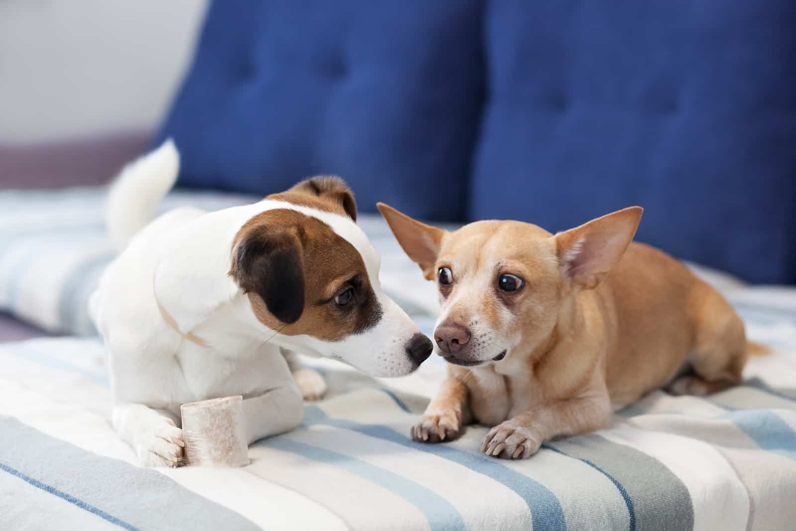 Two dogs sit on couch and share a bone