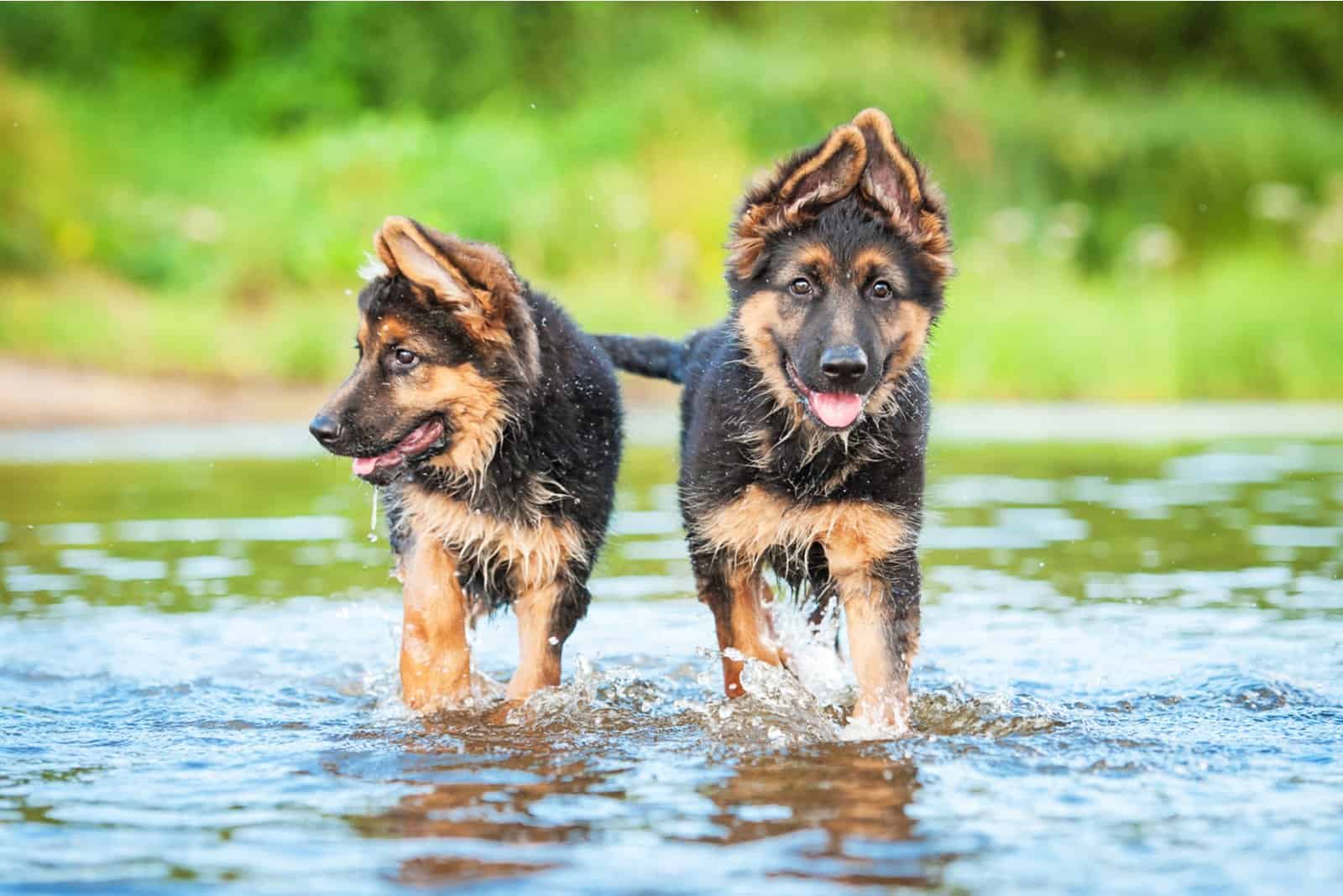 Two german shepherd puppies running in water
