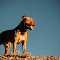 The Pitbull Dog stands and looks into the distance