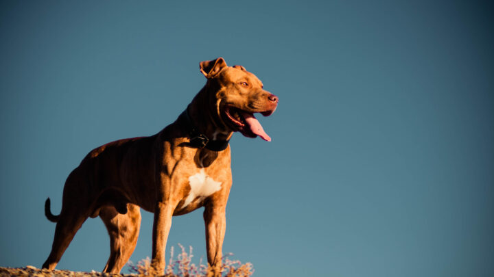 4 Types Of Pitbull Dogs: All The Pitties Out There