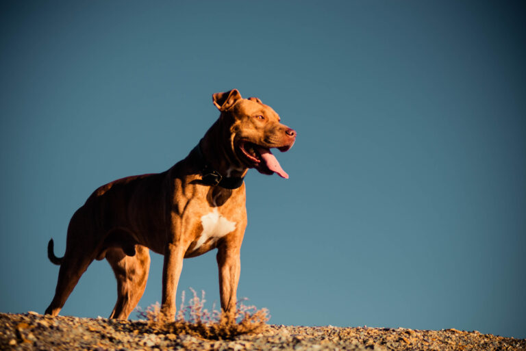 The Pitbull Dog stands and looks into the distance