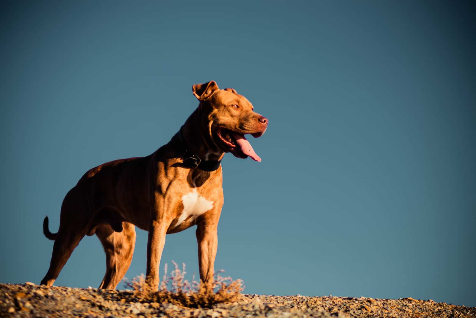 4 Types Of Pitbull Dogs: All The Pitties Out There